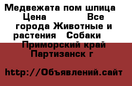 Медвежата пом шпица › Цена ­ 40 000 - Все города Животные и растения » Собаки   . Приморский край,Партизанск г.